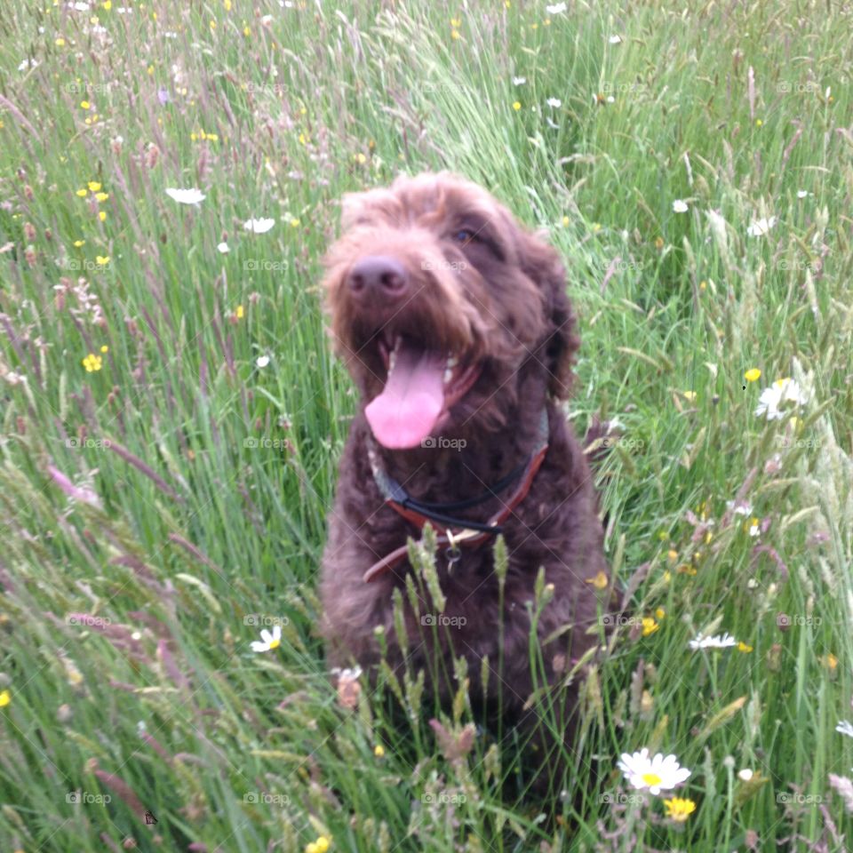 Brown Labradoodle dog in a grass meadow,  Hampshire,  England,  United Kingdom.