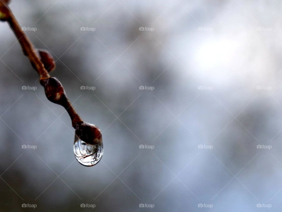 branch reflecting in raindrop