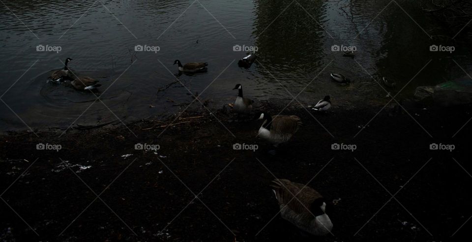A group of birds, geese and ducks, hanging out at the edge of a pond