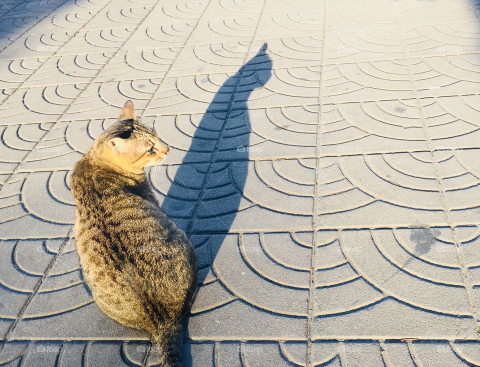 Beautiful shadow a cat so cute on cement floor in the morning.