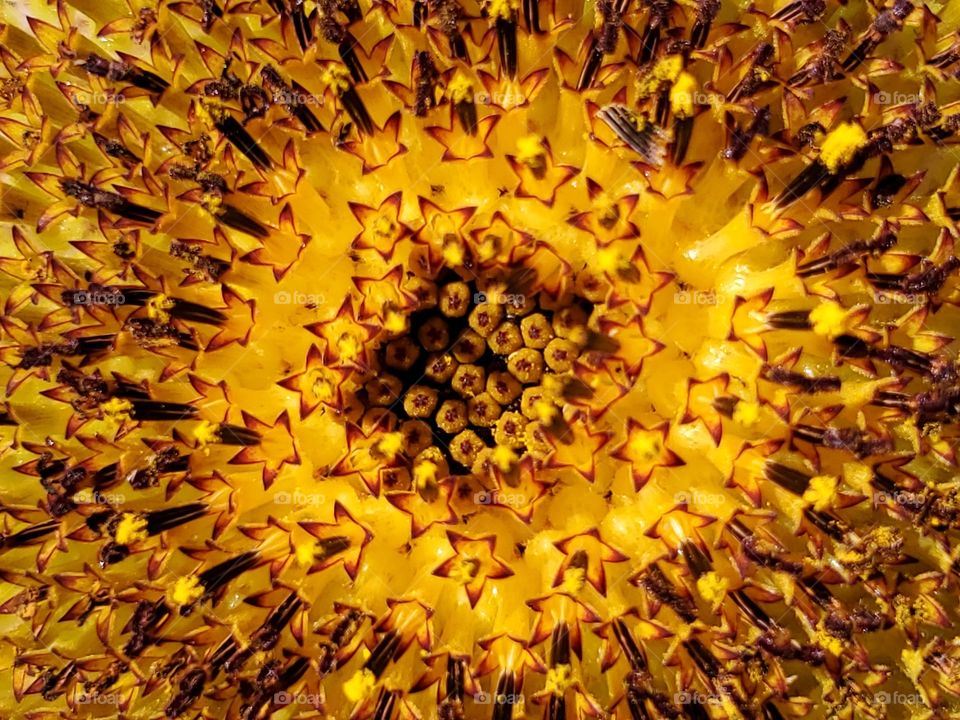 macro shot of a sunflower