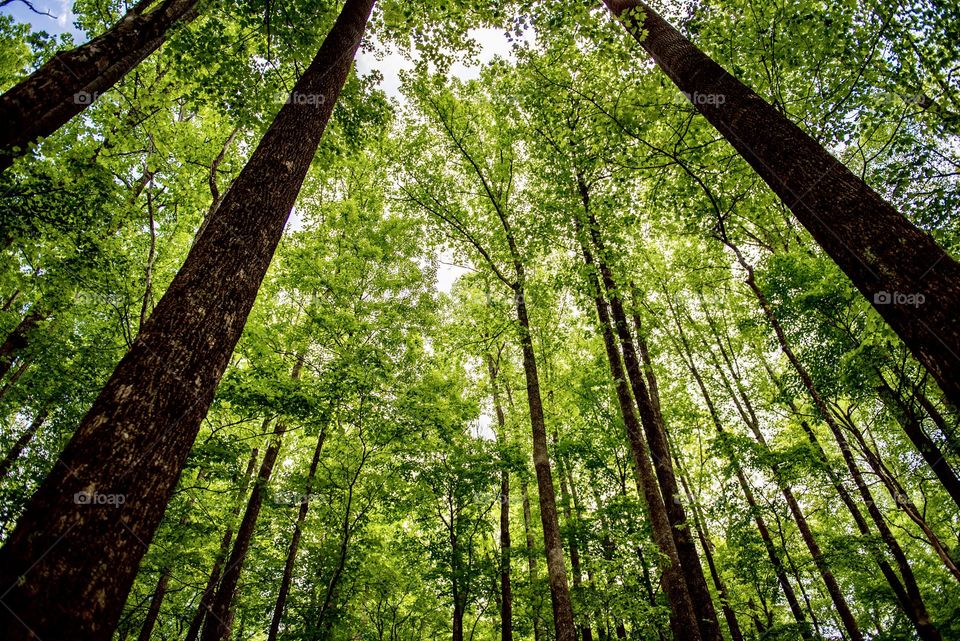 View looking up into tall forest trees in the Great Smoky Mountains state park 