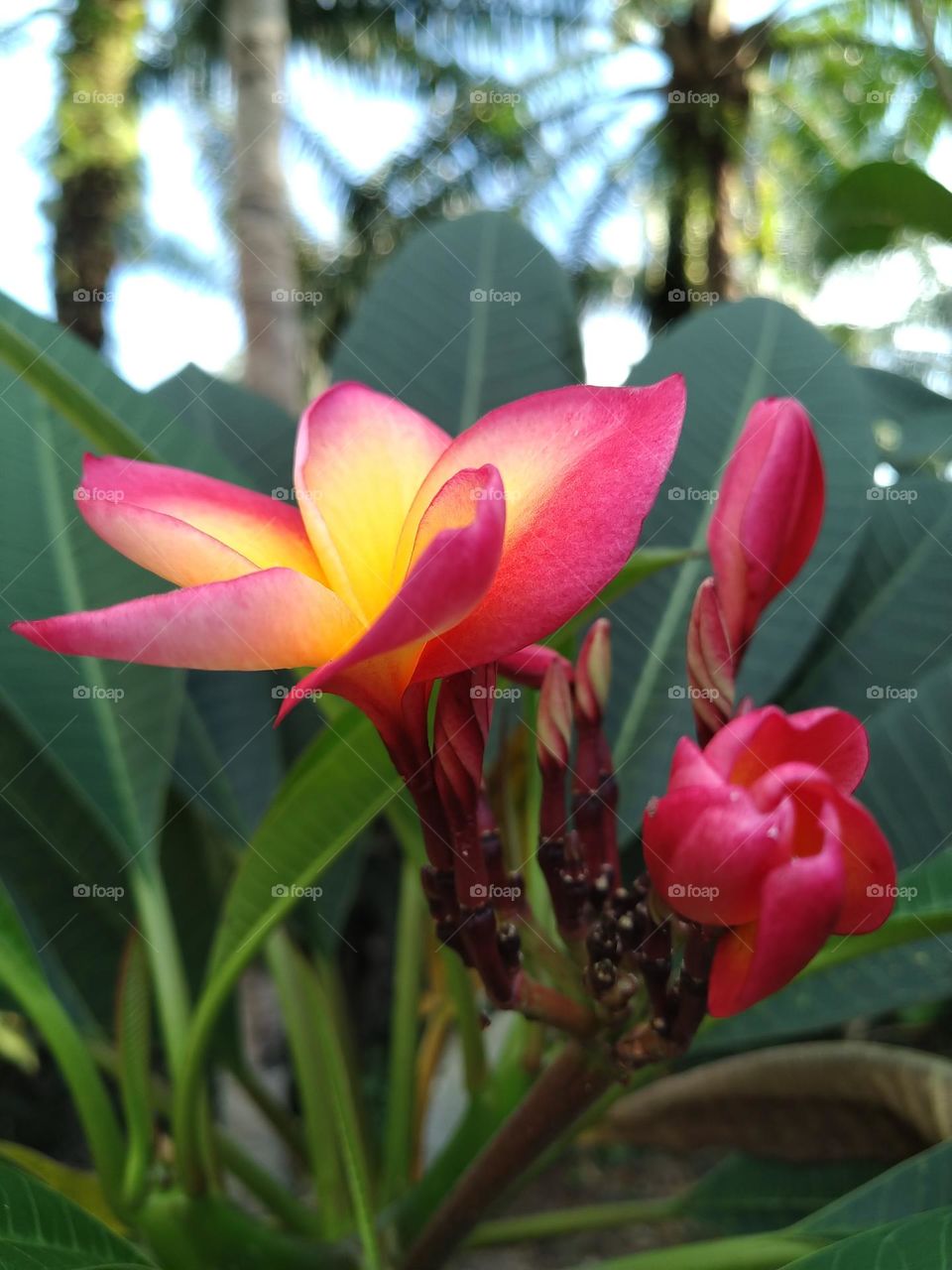 View of Frangipani flowers that bloom beautifully