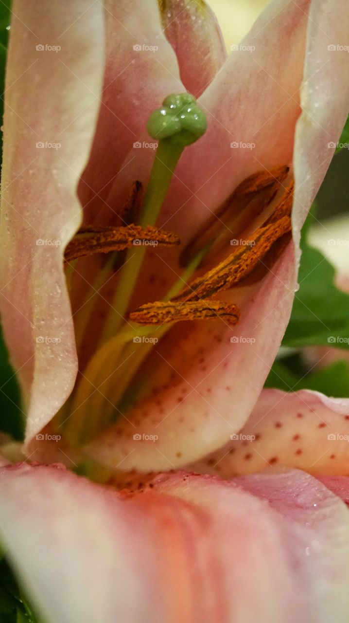 Pollen pink lily closed up 