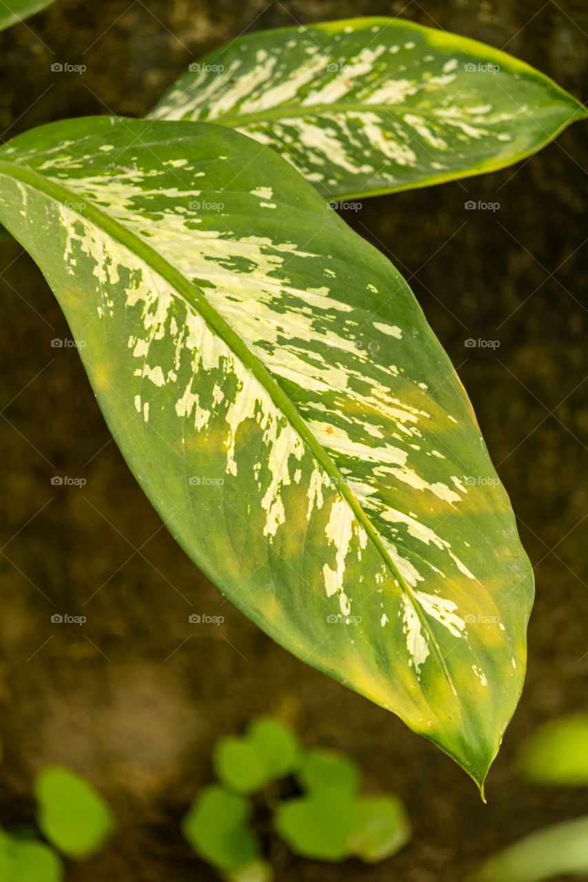 portrait of a beautiful plant with big leaves