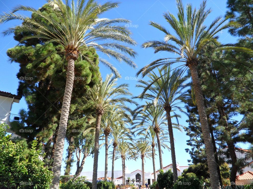 Palm Trees at LaCosta Spa and Resort in Carlsbad, CA