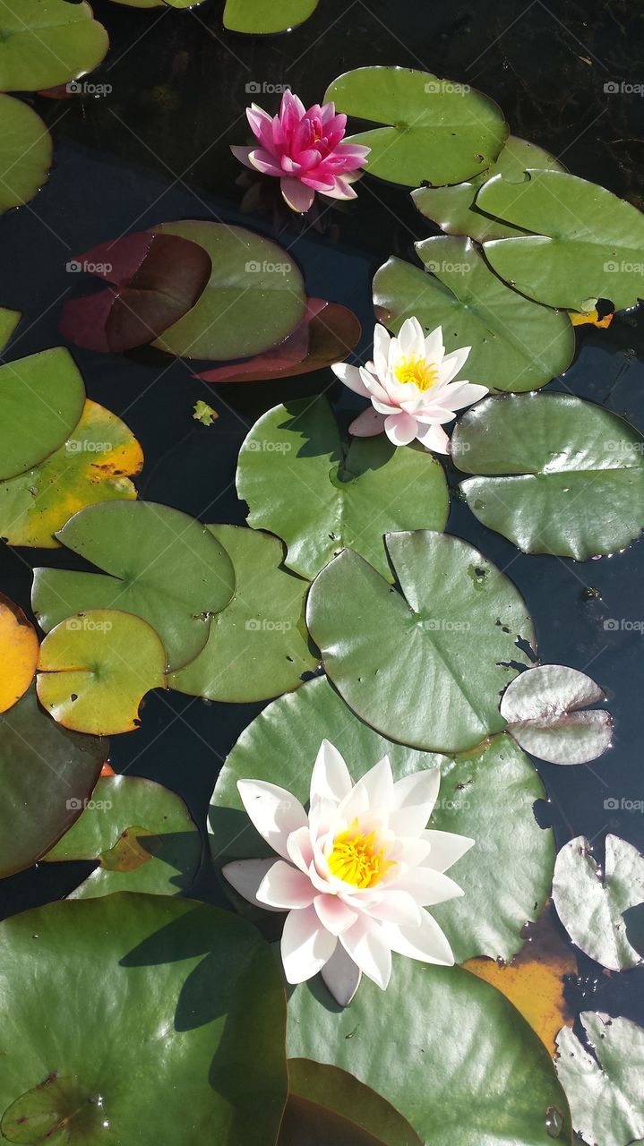 Three water lilies