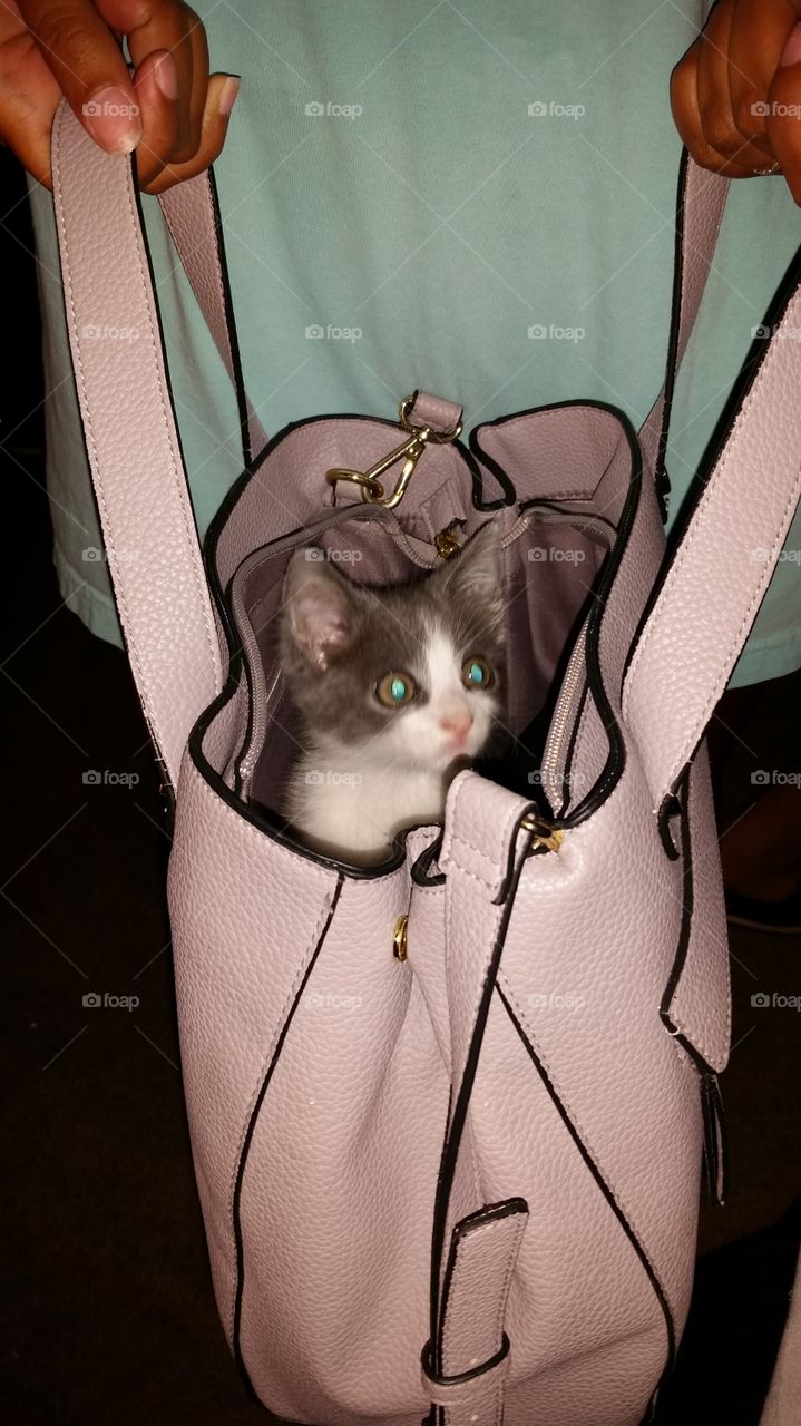 kitty in a purse