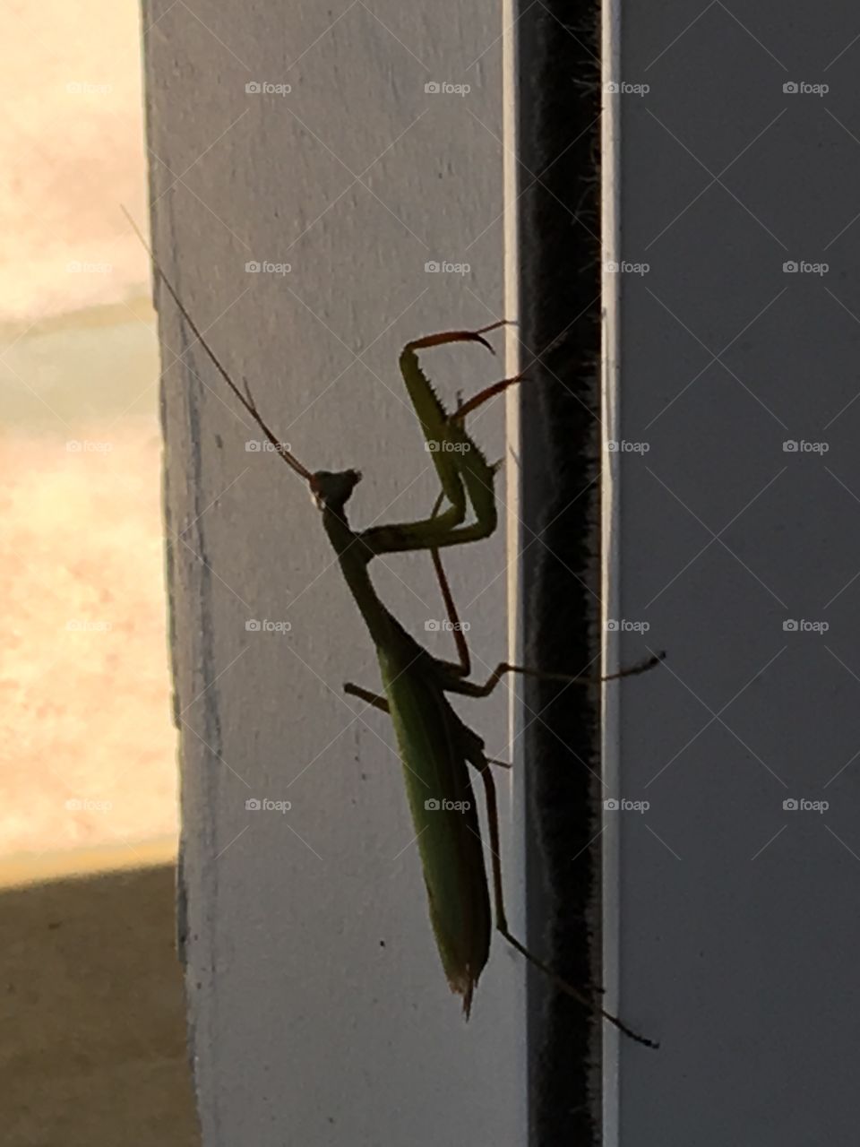 Praying mantis climbing à Windows