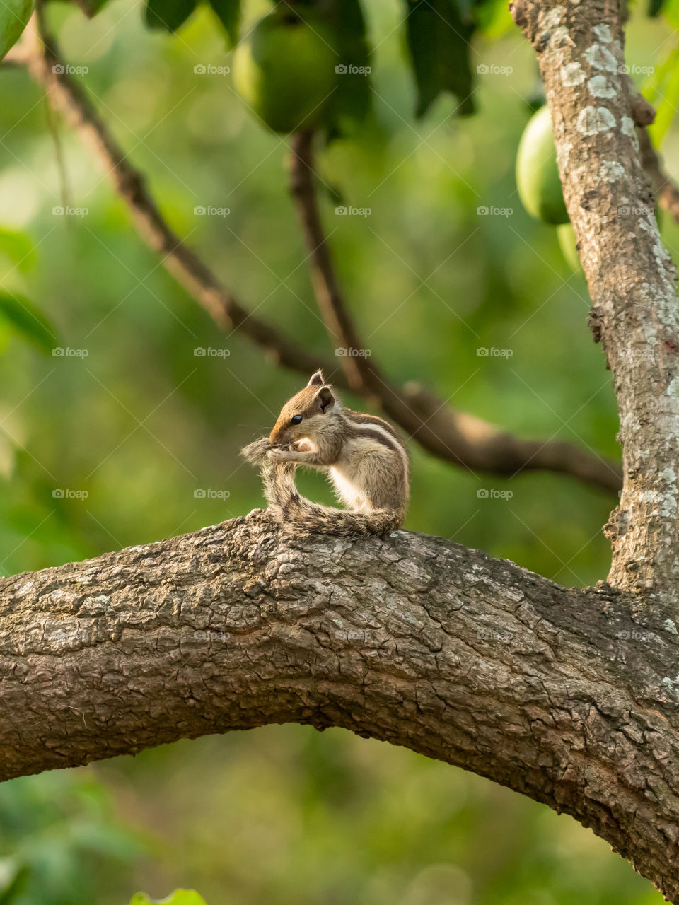 Cute baby squirrel