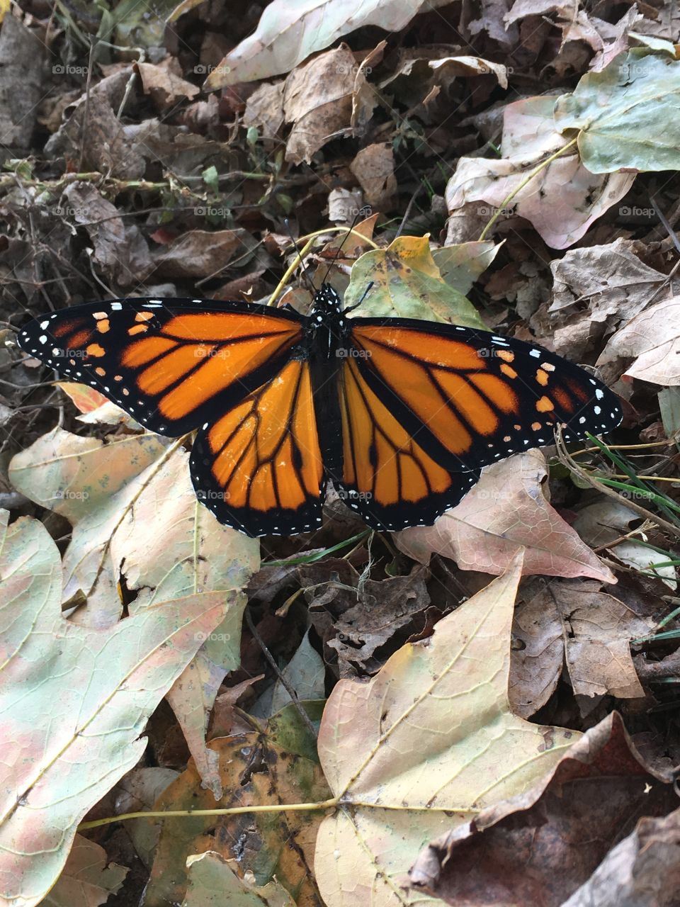 Resting monarch