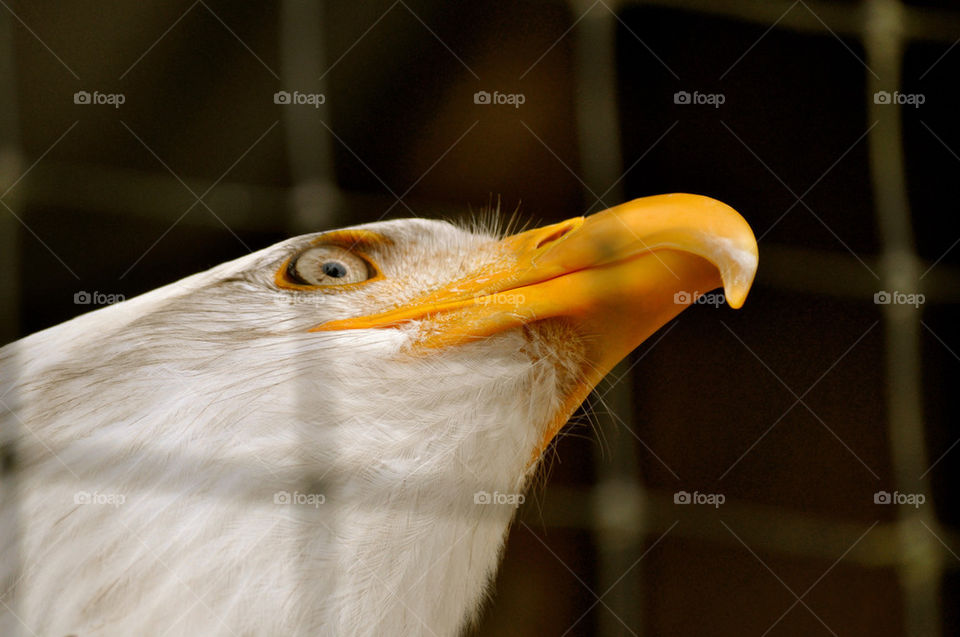 animal bald eagle sitka alaska by refocusphoto