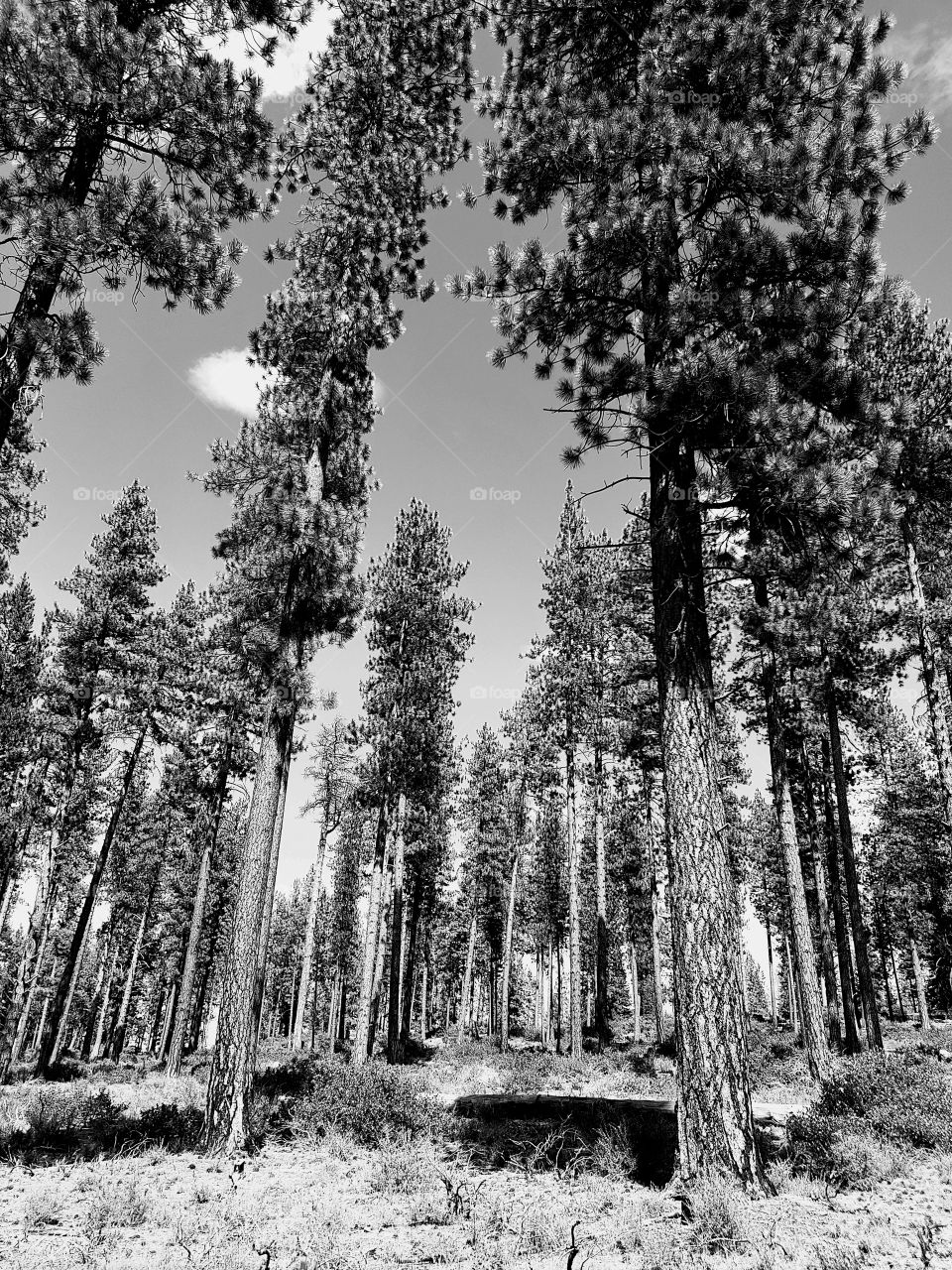 Towering over manzanita bushes in the Deschutes National Forest in Central Oregon are beautiful ponderosa pine trees on a sunny summer day 