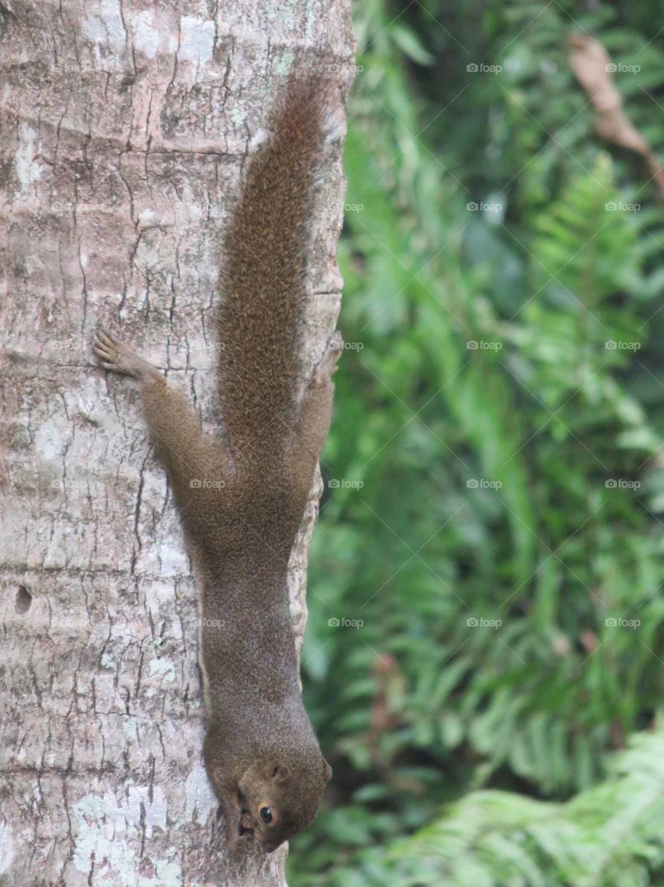Singapore Squirrel
