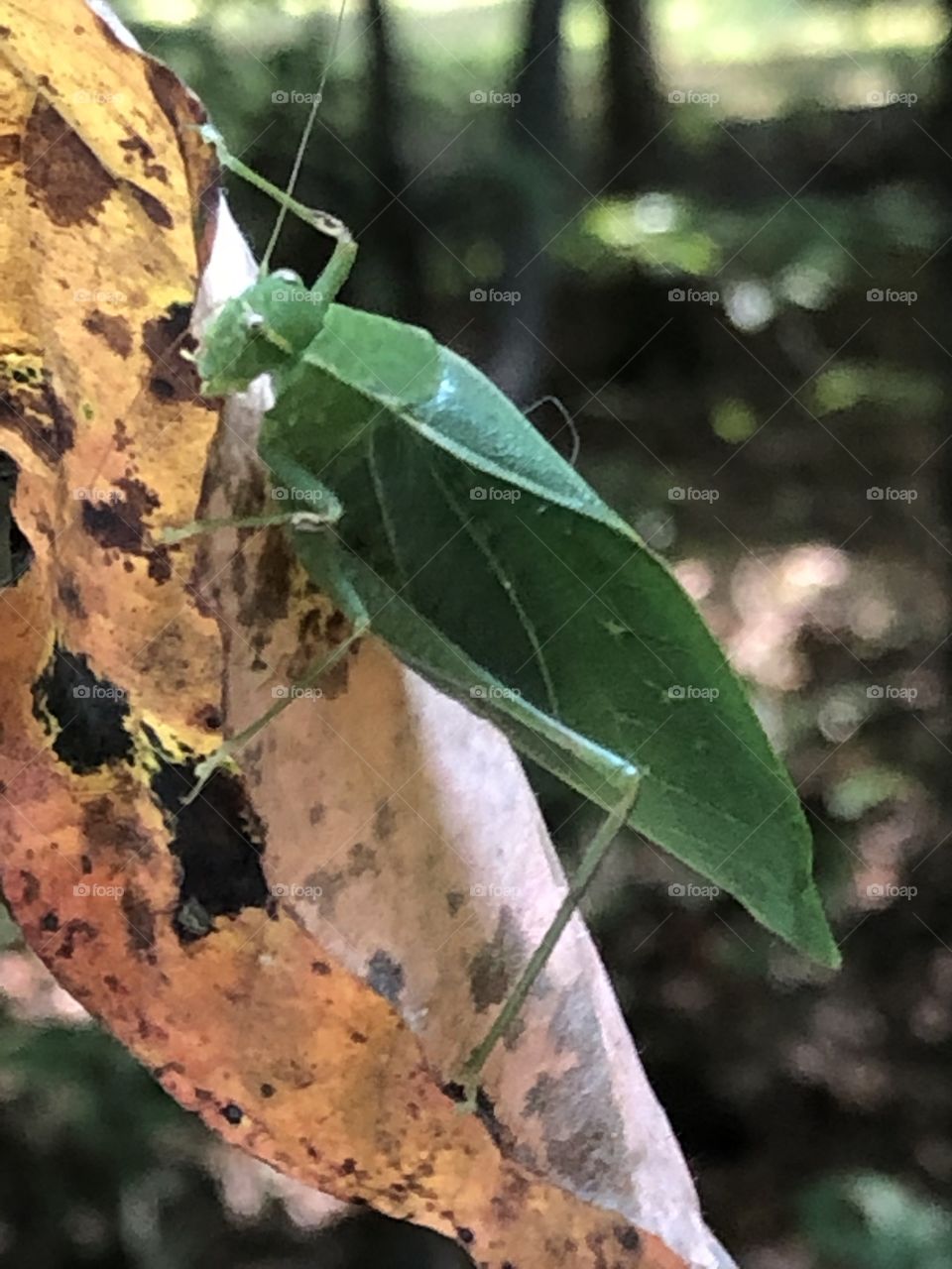 Katydid on Leaf - Autumn