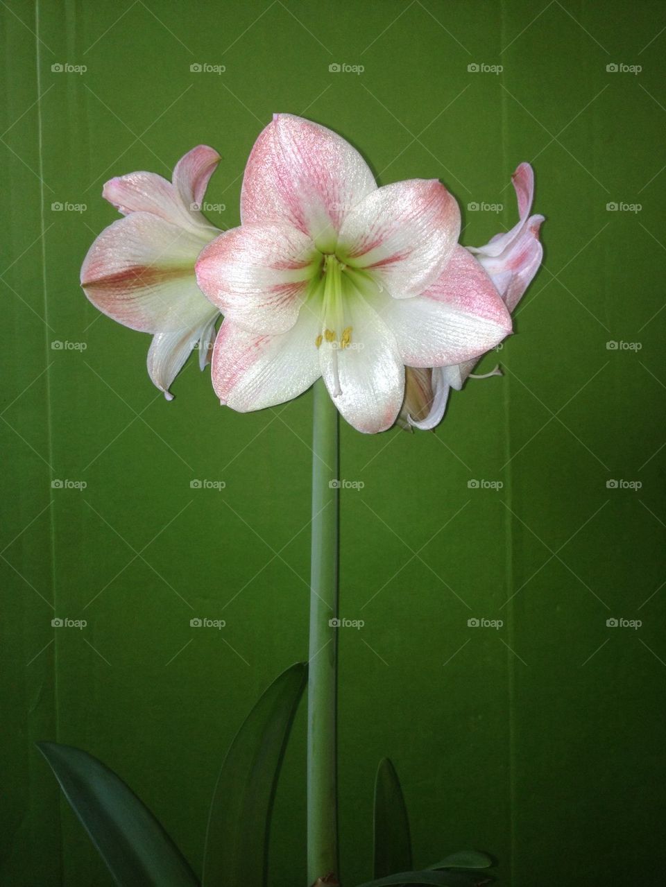 Amaryllis 
