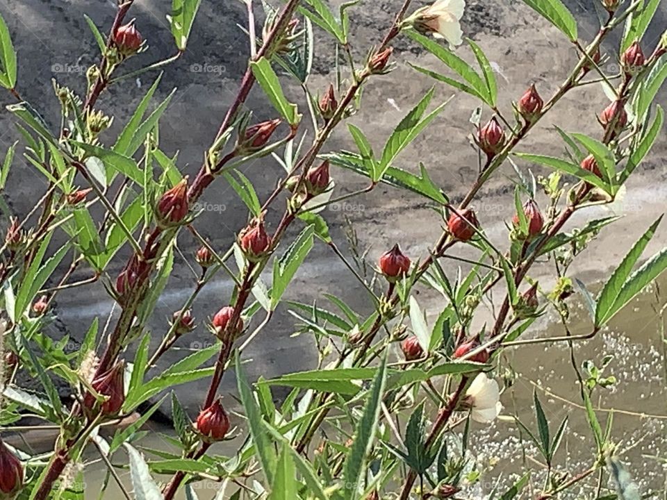 Something about December,My garden (Thailand)