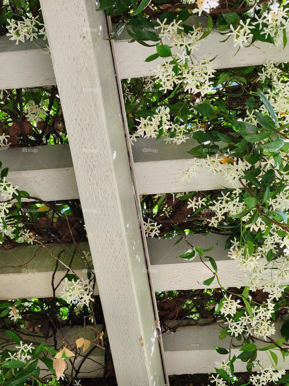 white wooden beams with flowering Jasmine growing around them