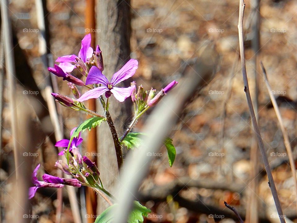 Wild flower 