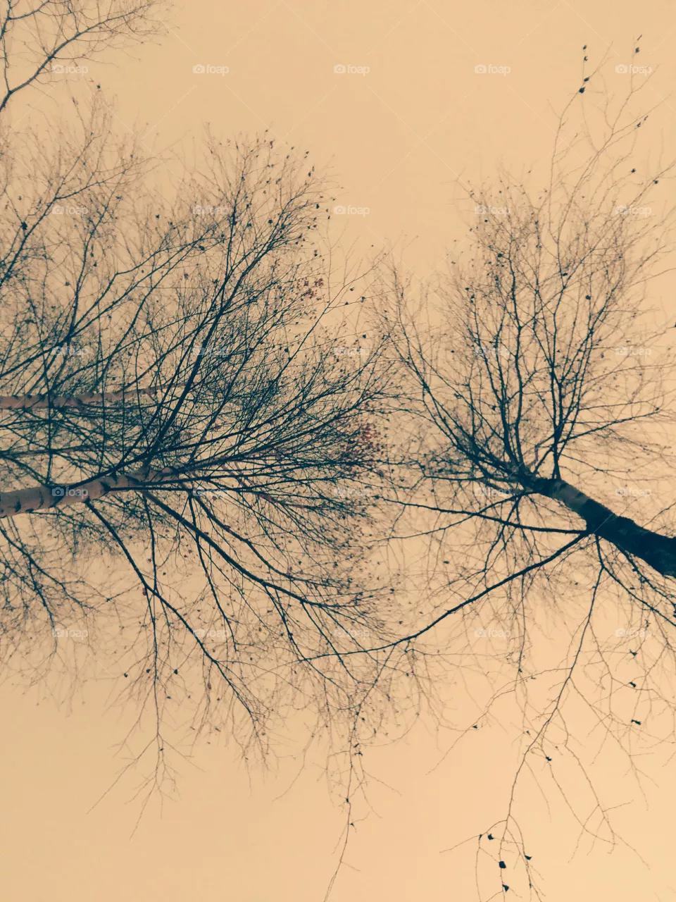 birches