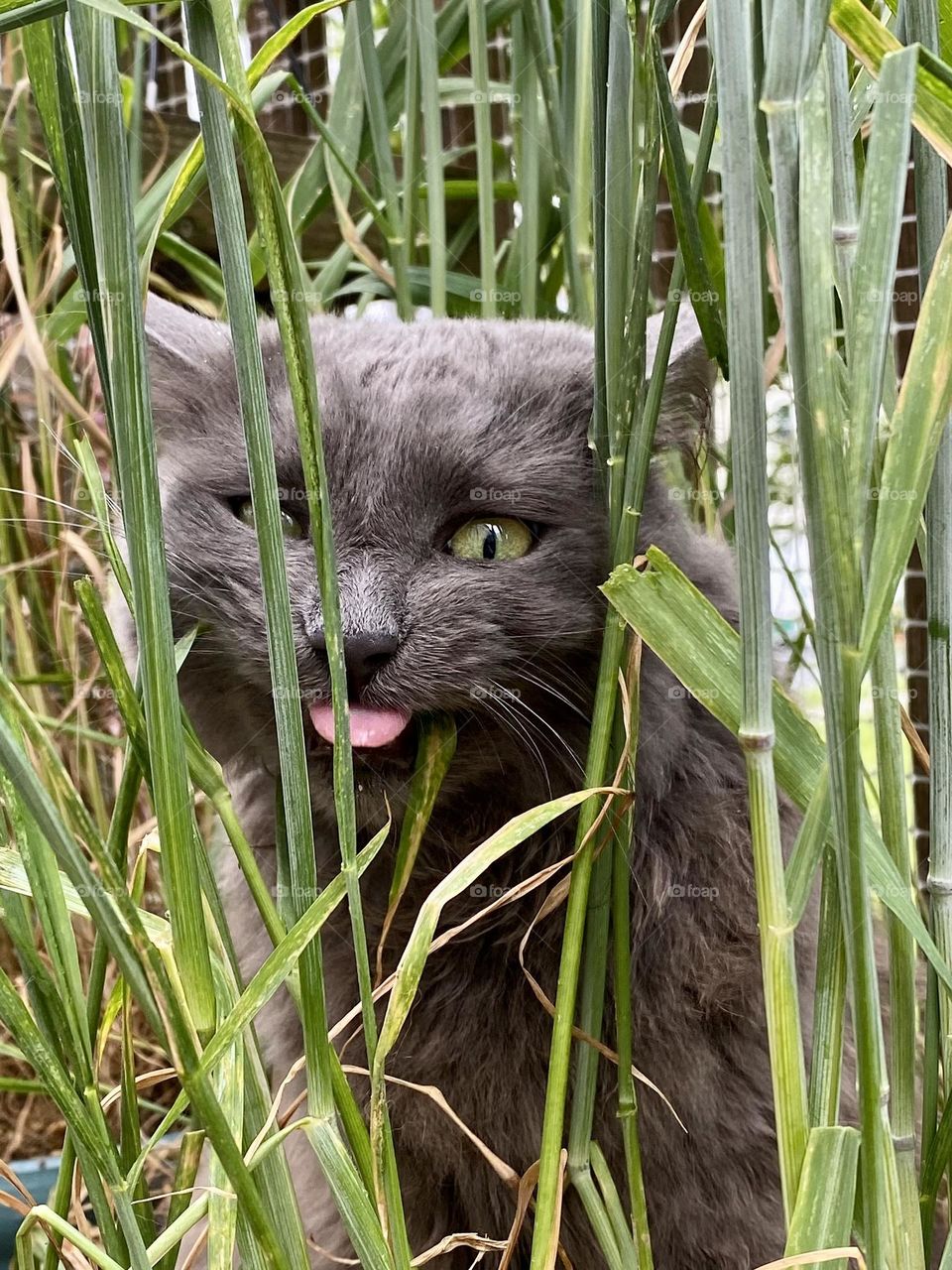 A grey cat making funny faces while sitting in a pot of grass and eating it