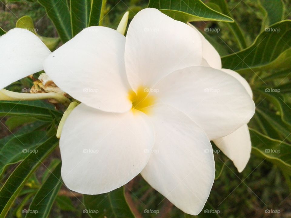 plumeria flower . flower in garden