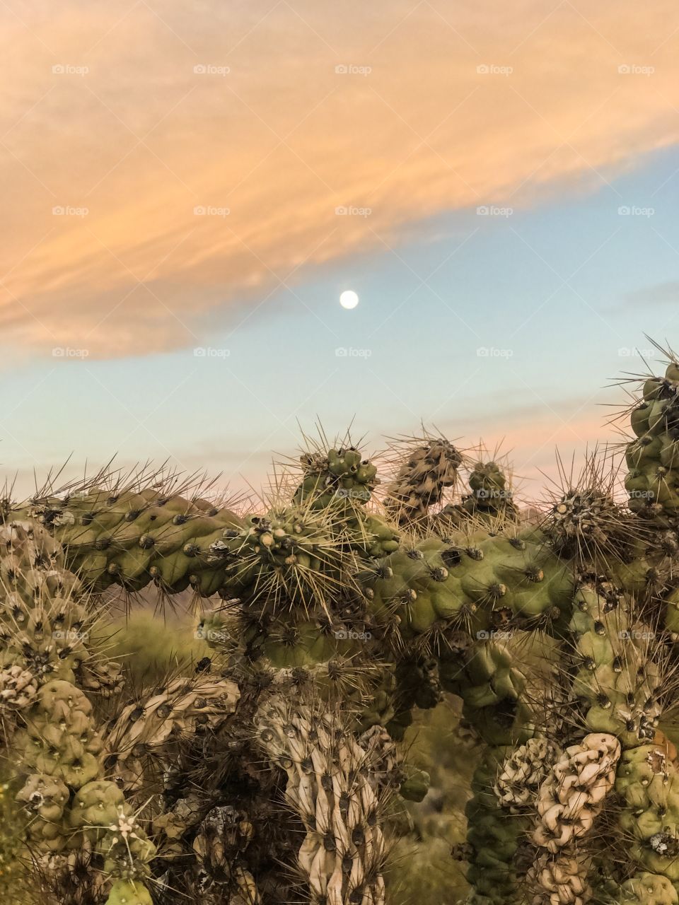 Nature - Desert Cactus Moonrise 