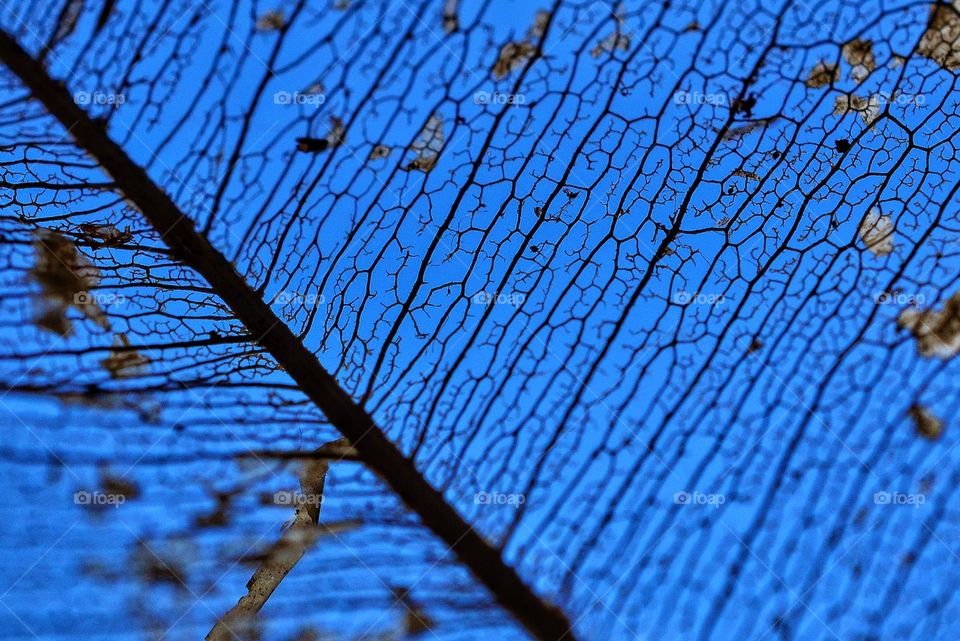 Extreme close-up of leaf