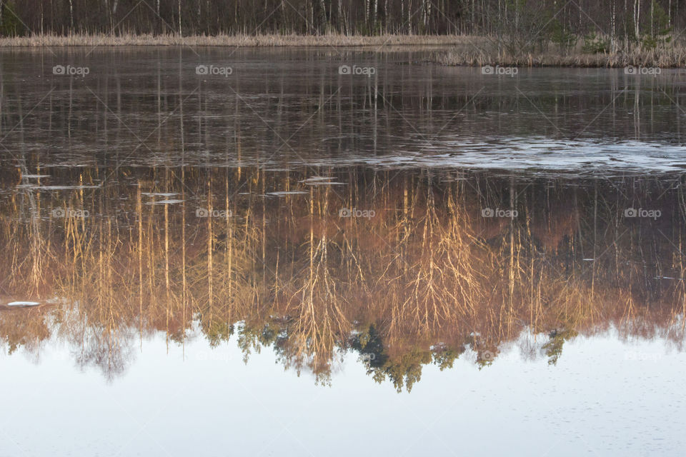 Forest reflections in the ice 
