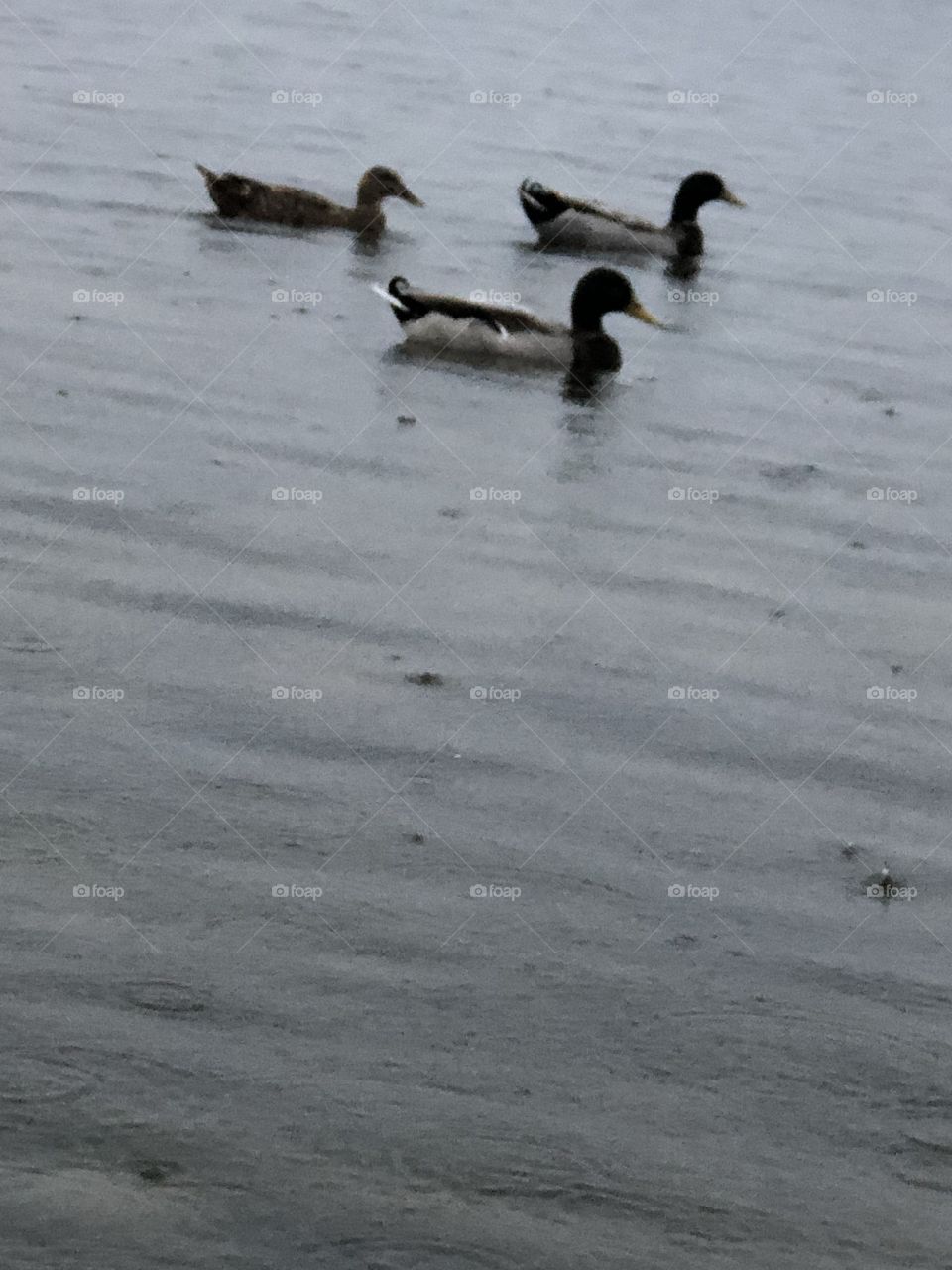 Ducks in the lake on a rainy day 