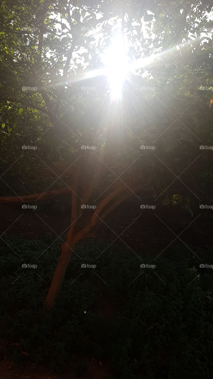 sun through tree