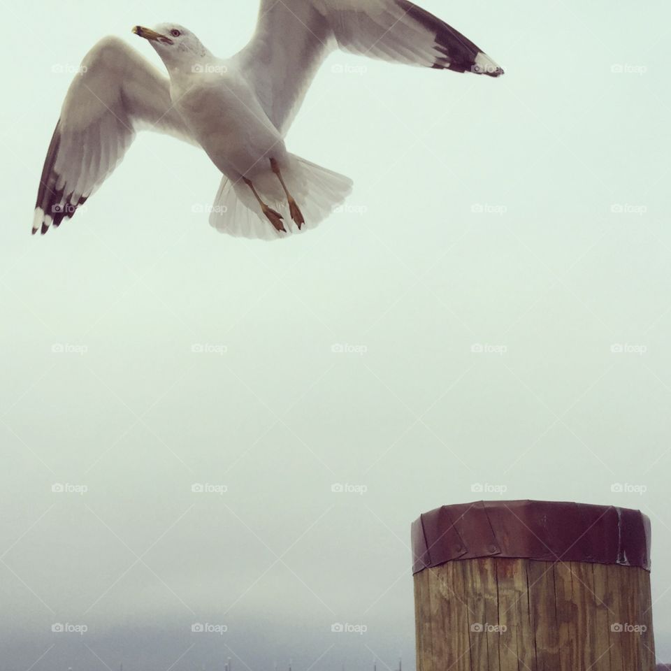 Seagull  . Seagull in Flight 