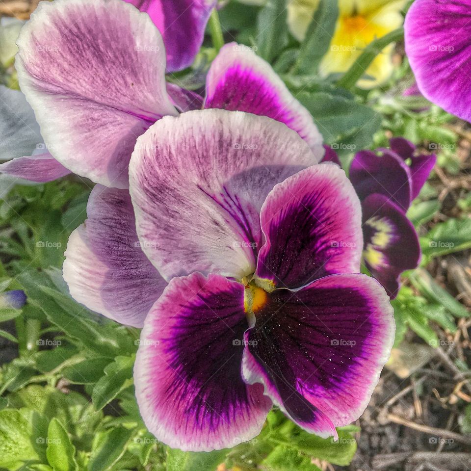 High angle view of flower