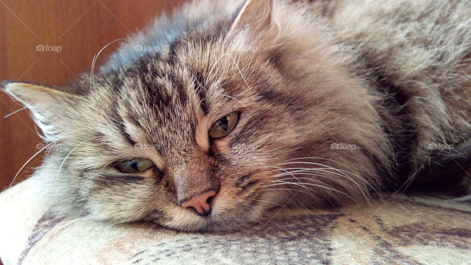 Beautiful and sad muzzle of a cat