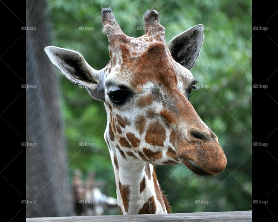 Giraffe up close and personal