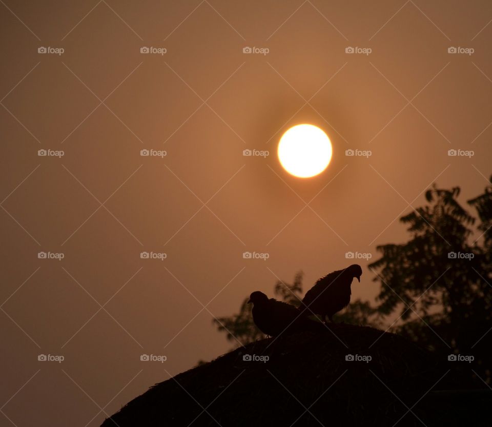 birds couple in backlight of sun