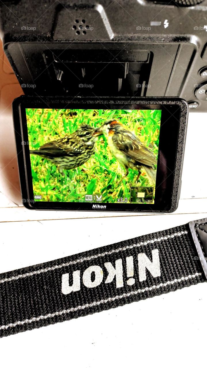 nikon