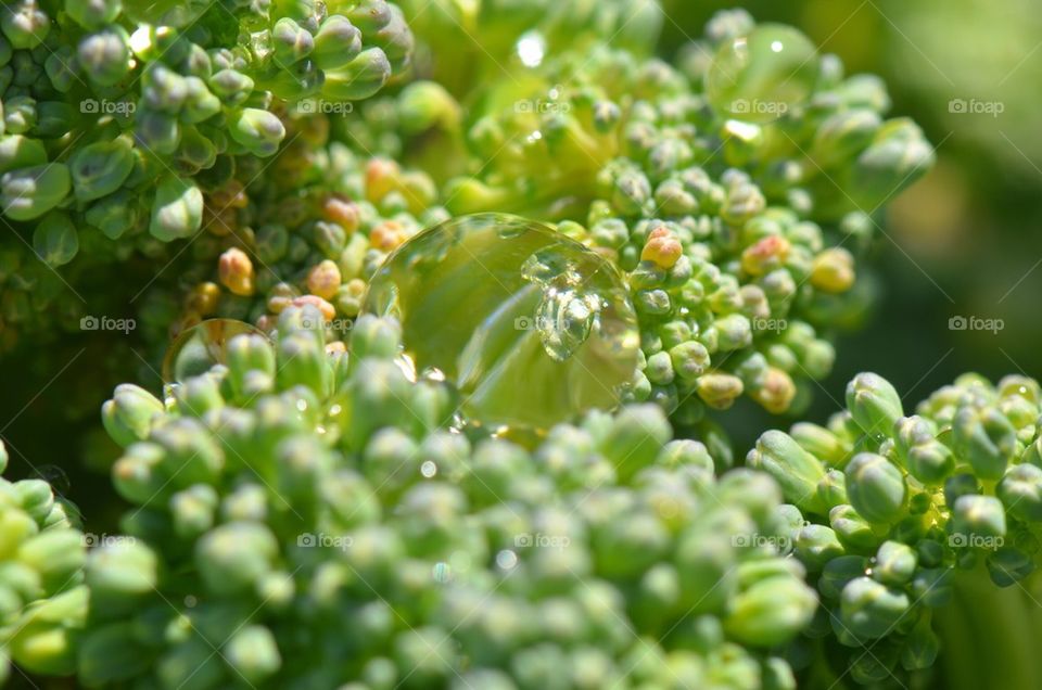 Broccoli