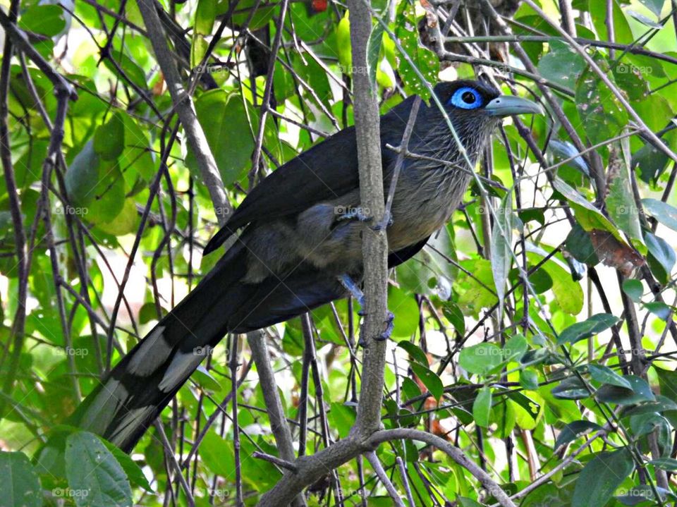 #nature #birds... Lovely blue eye bird.
