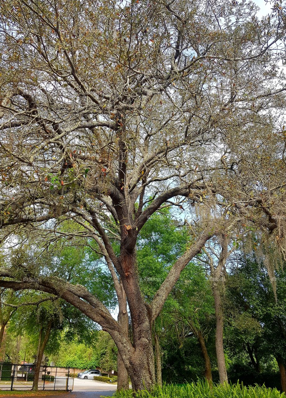 Old Oak tree