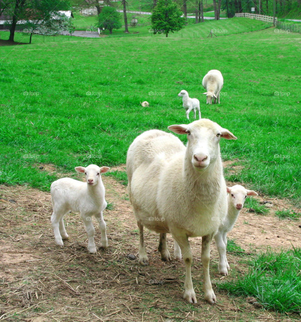 Happy sheep with plenty of nice green grass
