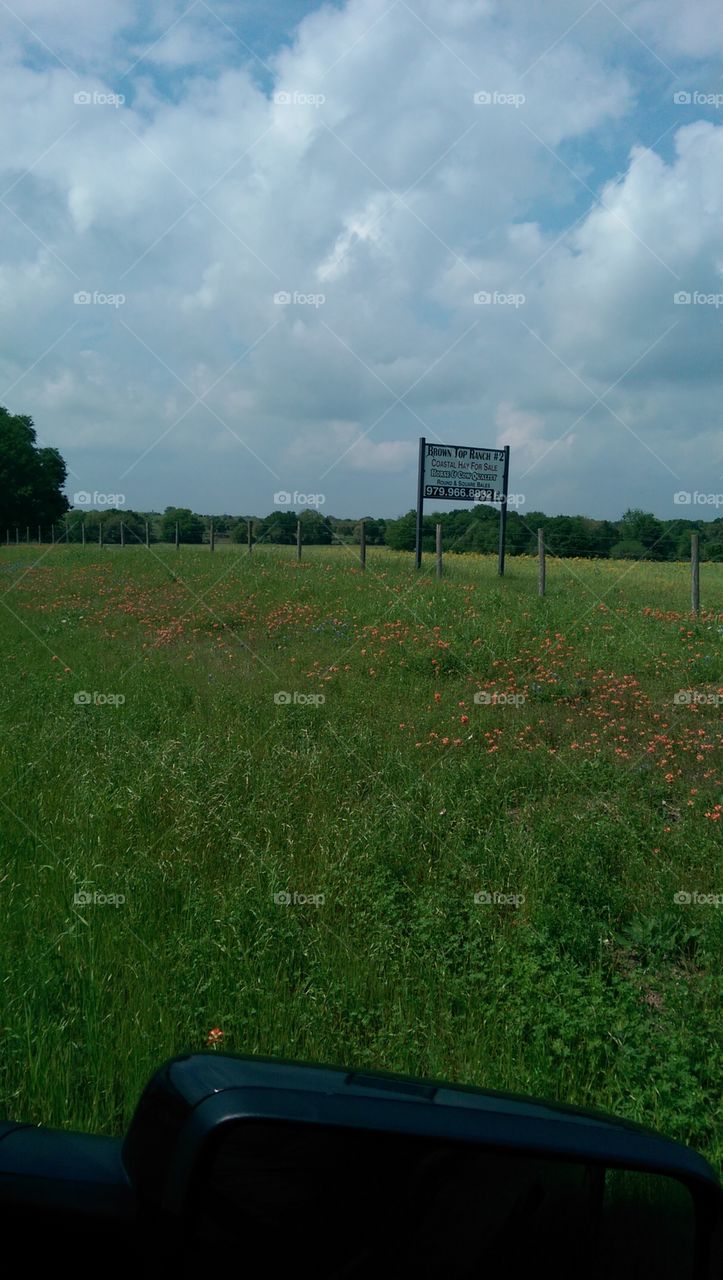 No Person, Grass, Landscape, Outdoors, Field