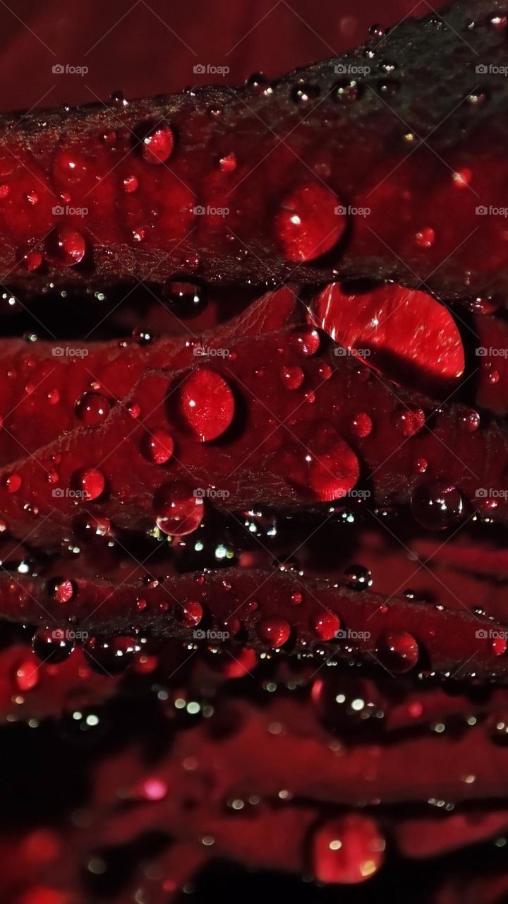 Macro photo of dew on a flower