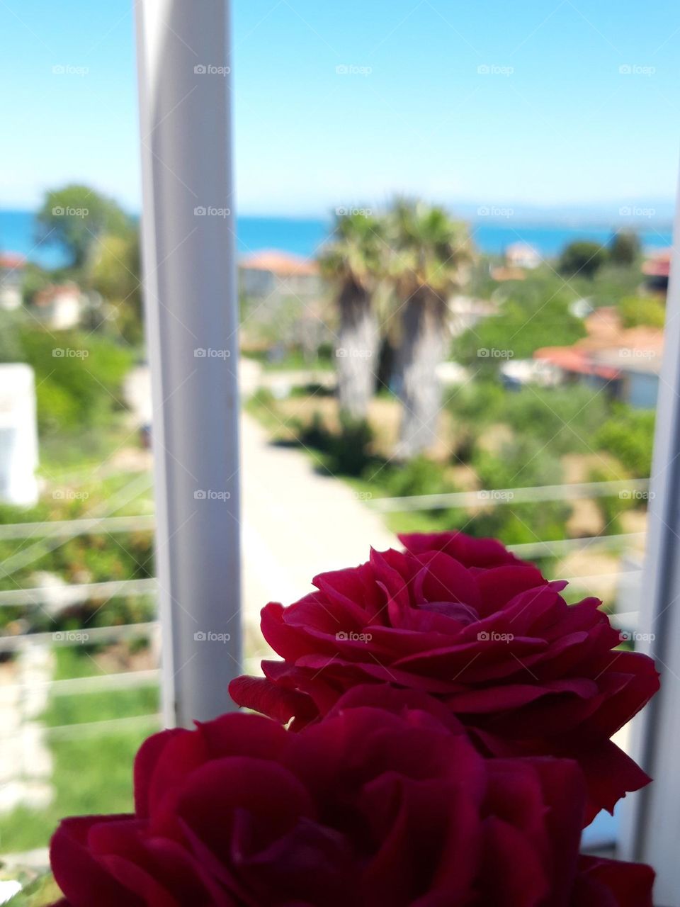Red Roses and the view!