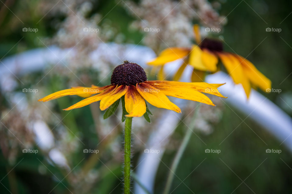 Daisies 