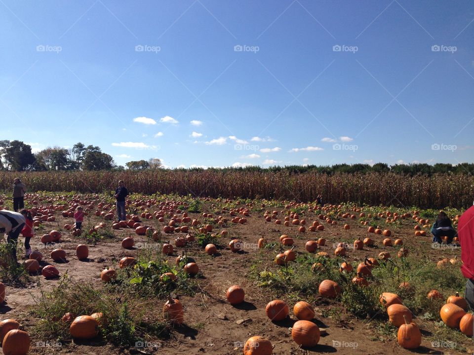 Pumpkin field 