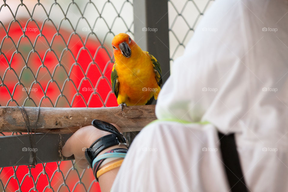 Bird, Parrot, One, Outdoors, People