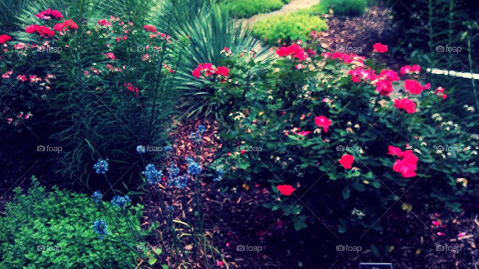 lovely spring gardens 