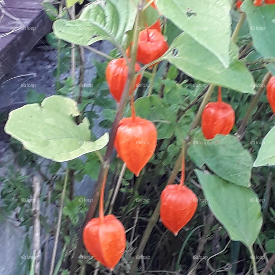 orange bladder cherry