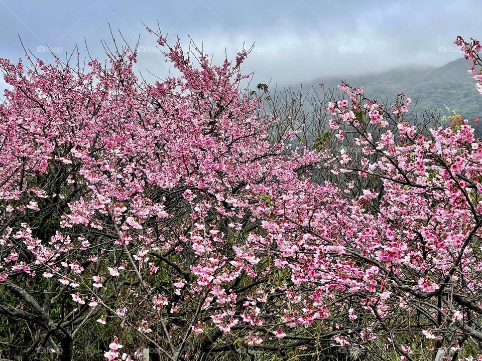 Beautiful flowers in bloom